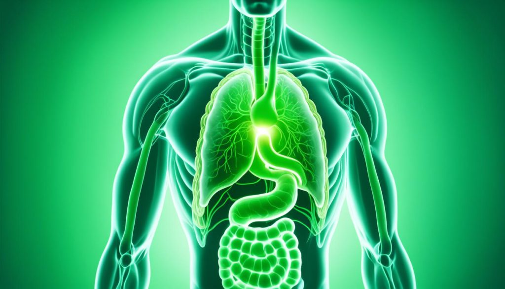 digestive system